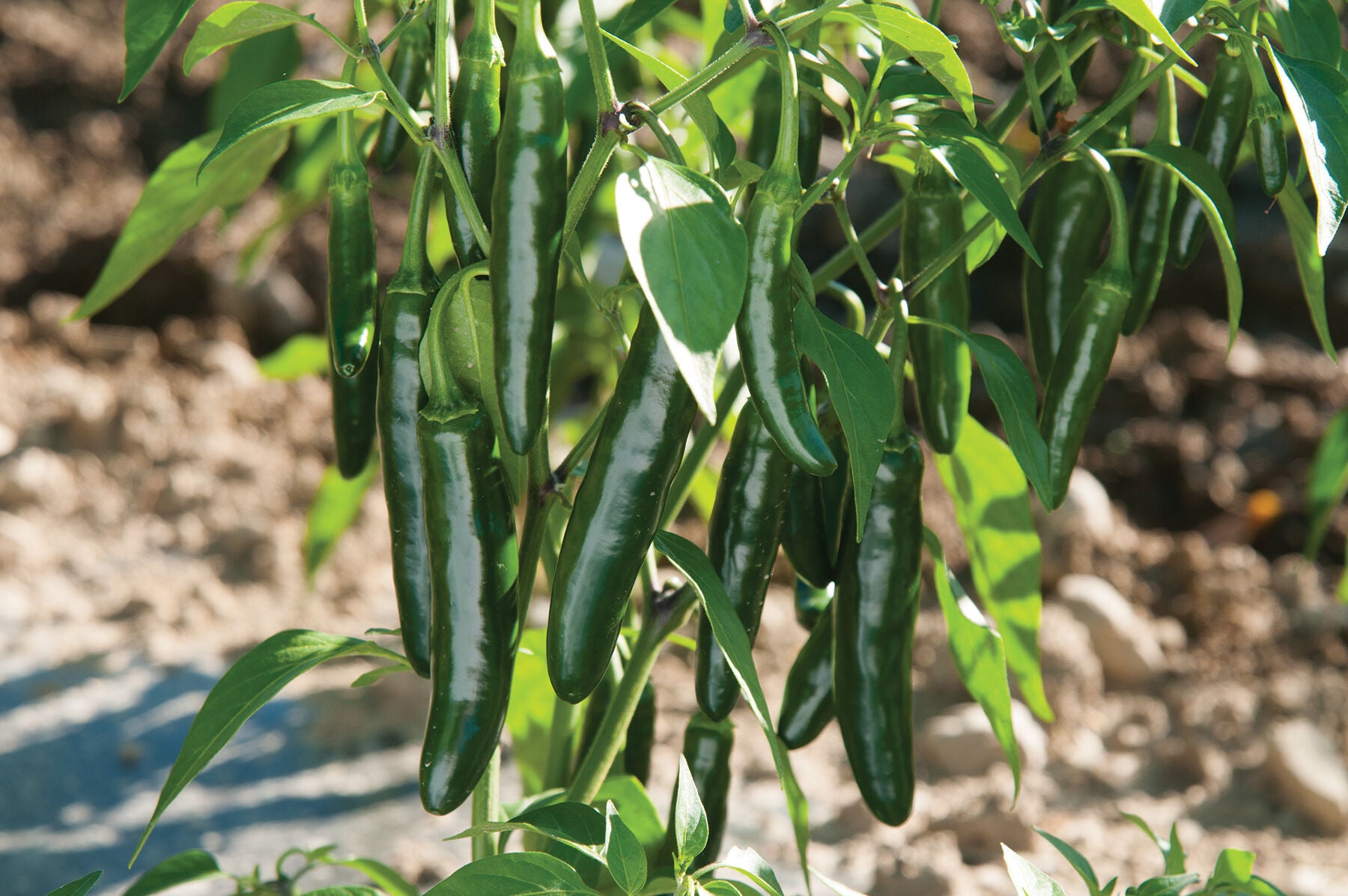 Hot Rod – Serrano Pepper Seed